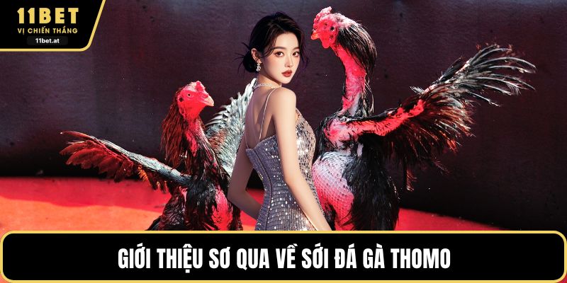 Giới thiệu sơ qua về sới đá gà Thomo